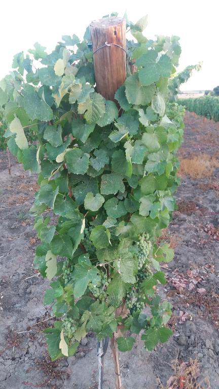 Terras - Agroturismo & Vinhos เบจา ภายนอก รูปภาพ