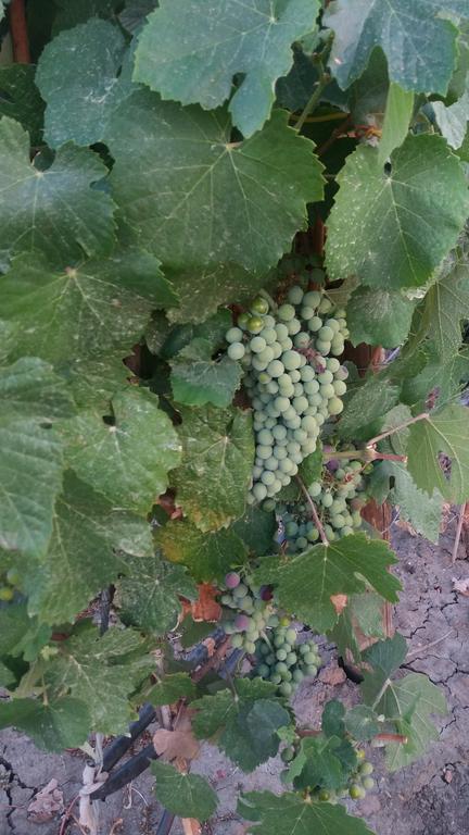 Terras - Agroturismo & Vinhos เบจา ภายนอก รูปภาพ